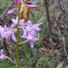 Dipodium roseum (Rosy hyacinth orchid) at Rossi, NSW - 5 Feb 2022 by Liam.m
