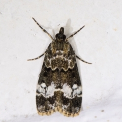Eudonia protorthra (A Scopariine moth) at Melba, ACT - 1 Dec 2021 by kasiaaus