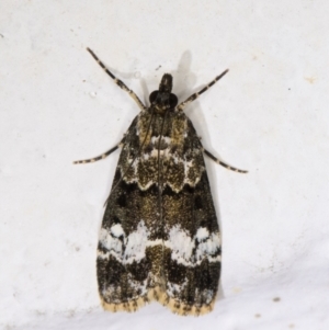 Eudonia protorthra at Melba, ACT - 2 Dec 2021