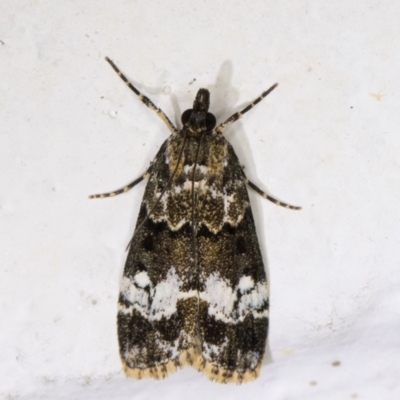 Eudonia protorthra (A Scopariine moth) at Melba, ACT - 1 Dec 2021 by kasiaaus
