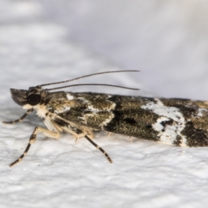 Eudonia protorthra at Melba, ACT - 2 Dec 2021