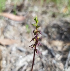 Corunastylis clivicola (Rufous midge orchid) at Block 402 - 5 Feb 2022 by Butterflygirl