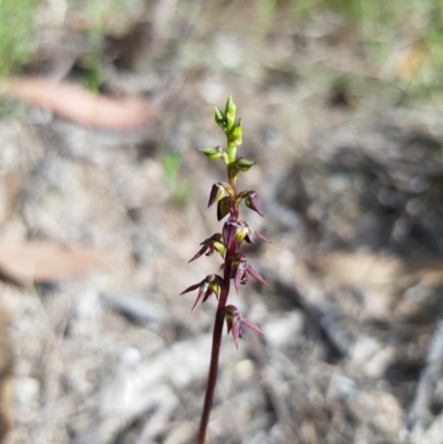 Corunastylis clivicola (Rufous midge orchid) at Block 402 - 5 Feb 2022 by Butterflygirl