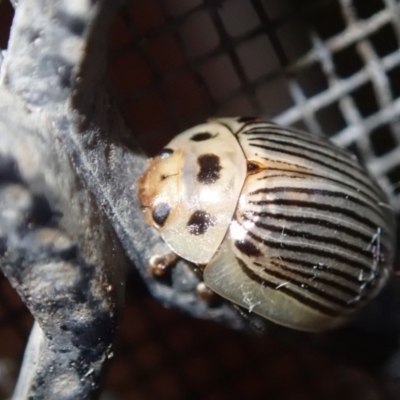 Paropsisterna intacta (Eucalyptus Leaf Beetle) at Spence, ACT - 3 Feb 2022 by Laserchemisty