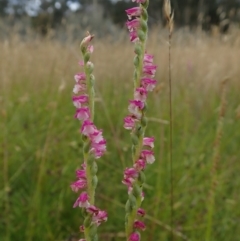 Spiranthes australis (Austral Ladies Tresses) at Bonang, VIC - 19 Jan 2022 by Laserchemisty