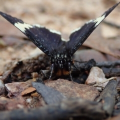 Unidentified Tiger moth (Arctiinae) at Bonang, VIC - 18 Jan 2022 by Laserchemisty