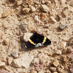 Eutrichopidia latinus at Molonglo Valley, ACT - 6 Feb 2022