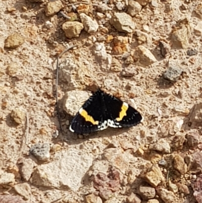Eutrichopidia latinus (Yellow-banded Day-moth) at Denman Prospect 2 Estate Deferred Area (Block 12) - 5 Feb 2022 by SarahB