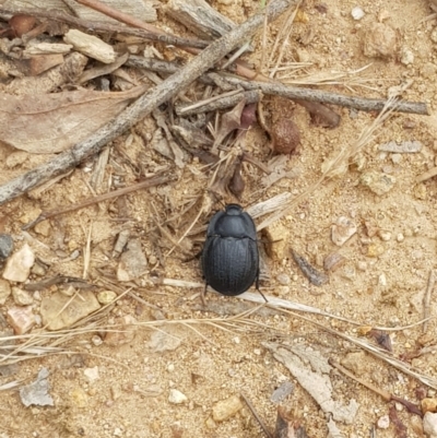 Celibe limbata (Pie-dish beetle) at Block 402 - 5 Feb 2022 by Butterflygirl