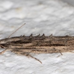 Leptozestis and Trachydora (genera) (A cosmet moth) at Melba, ACT - 3 Dec 2021 by kasiaaus