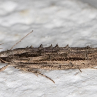 Leptozestis and Trachydora (genera) (A cosmet moth) at Melba, ACT - 2 Dec 2021 by kasiaaus