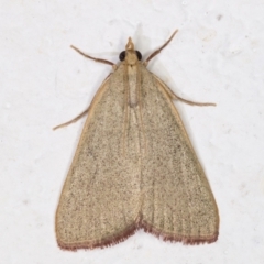 Ocrasa acerasta (A Pyralid moth) at Melba, ACT - 2 Dec 2021 by kasiaaus