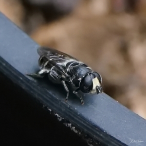 Eumerus sp. (genus) at Page, ACT - 6 Feb 2022