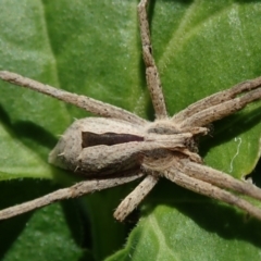 Argoctenus sp. (genus) (Wandering ghost spider) at Spence, ACT - 15 Nov 2021 by Laserchemisty