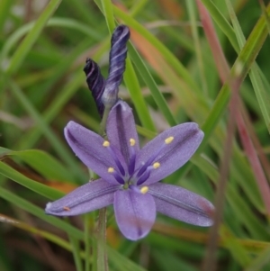 Caesia calliantha at Bonang, VIC - 18 Jan 2022