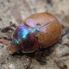 Unidentified Scarab beetle (Scarabaeidae) at Bonang State Forest - 17 Jan 2022 by Laserchemisty