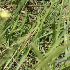 Acrida conica (Giant green slantface) at Molonglo Valley, ACT - 6 Feb 2022 by Amata