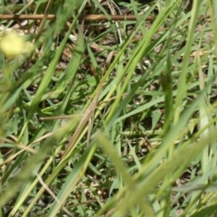 Acrida conica (Giant green slantface) at Namarag NR - 6 Feb 2022 by Birdy