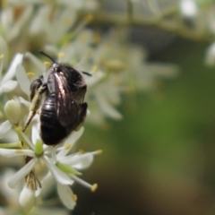 Leioproctus sp. (genus) (Plaster bee) at Cook, ACT - 5 Feb 2022 by Tammy