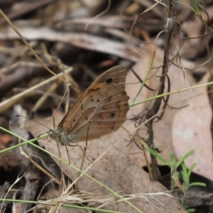 Heteronympha merope at Cook, ACT - 5 Feb 2022 11:44 AM