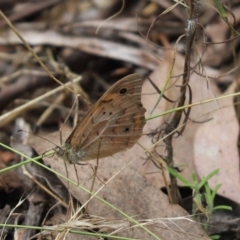 Heteronympha merope (Common Brown) at Cook, ACT - 5 Feb 2022 by Tammy