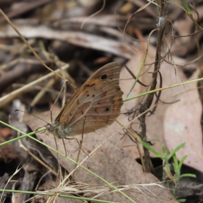 Heteronympha merope (Common Brown Butterfly) at Cook, ACT - 5 Feb 2022 by Tammy