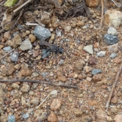 Turneromyia sp. (genus) (Zebra spider wasp) at Molonglo River Reserve - 6 Feb 2022 by Birdy