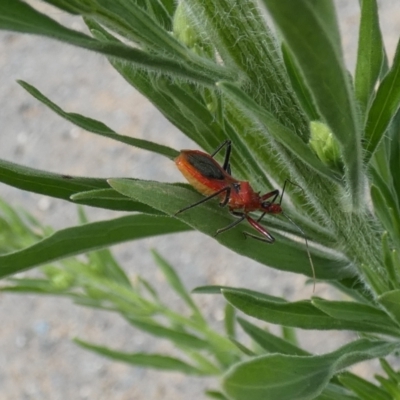 Gminatus australis (Orange assassin bug) at Molonglo Valley, ACT - 6 Feb 2022 by Birdy