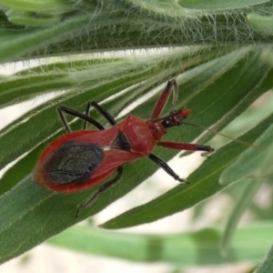 Gminatus australis at Molonglo Valley, ACT - 6 Feb 2022