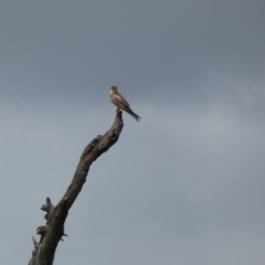 Falco cenchroides (Nankeen Kestrel) at Molonglo Valley, ACT - 6 Feb 2022 by Amata