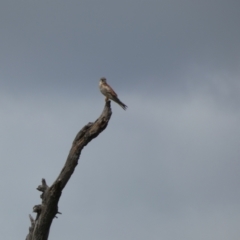 Falco cenchroides (Nankeen Kestrel) at Molonglo Valley, ACT - 6 Feb 2022 by Birdy