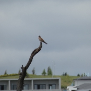 Falco cenchroides at Molonglo Valley, ACT - suppressed