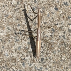 Unidentified Praying mantis (Mantodea) at Watson, ACT - 6 Feb 2022 by Kassandra21