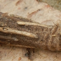 Metura elongatus (Saunders' case moth) at Jerrabomberra, NSW - 6 Feb 2022 by Tmac