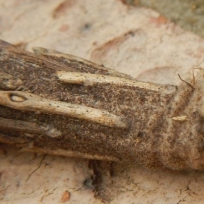 Metura elongatus (Saunders' case moth) at Mount Jerrabomberra - 6 Feb 2022 by TmacPictures