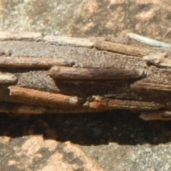 Metura elongatus at Jerrabomberra, NSW - 6 Feb 2022