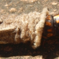 Metura elongatus at Jerrabomberra, NSW - suppressed