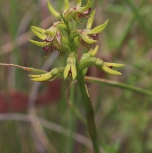 Corunastylis cornuta at Gundaroo, NSW - 6 Feb 2022