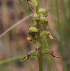 Corunastylis cornuta at Gundaroo, NSW - 6 Feb 2022