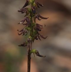 Corunastylis clivicola (Rufous midge orchid) at Gundaroo, NSW - 6 Feb 2022 by MaartjeSevenster