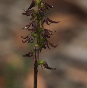 Corunastylis clivicola at Gundaroo, NSW - 6 Feb 2022