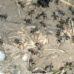 Polyrhachis ammon (Golden-spined Ant, Golden Ant) at Molonglo Valley, ACT - 2 Feb 2022 by jb2602