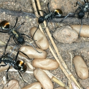 Polyrhachis ammon at Molonglo Valley, ACT - 2 Feb 2022 11:05 AM