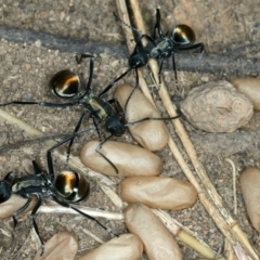 Polyrhachis ammon at Molonglo Valley, ACT - 2 Feb 2022 11:05 AM