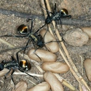 Polyrhachis ammon at Molonglo Valley, ACT - 2 Feb 2022