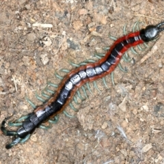 Scolopendra laeta (Giant Centipede) at Molonglo Valley, ACT - 2 Feb 2022 by jb2602