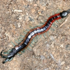 Scolopendra laeta (Giant Centipede) at Molonglo Valley, ACT - 1 Feb 2022 by jbromilow50