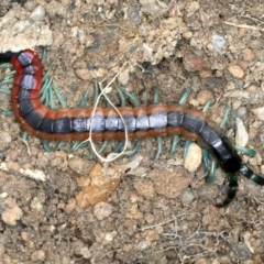 Scolopendra laeta at Molonglo Valley, ACT - 2 Feb 2022