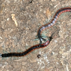 Scolopendra laeta at Molonglo Valley, ACT - 2 Feb 2022