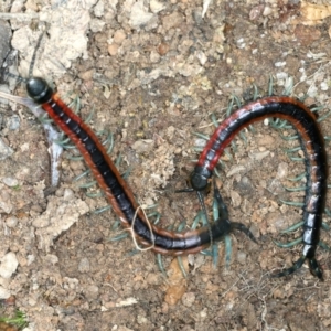 Scolopendra laeta at Molonglo Valley, ACT - 2 Feb 2022